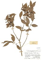 藏品(黃牛木)的圖片